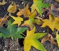 Liquidambar styraciflua - Amberboom - 5