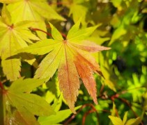 Acer palmatum summer gold