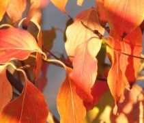 Cornus kousa