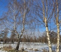 Betula pendula - Ruwe berk - 1