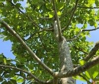 Nyssa sylvatica - Zwarte tulepoboom - 1