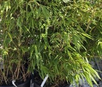 Fargesia 'Rufa' - Bamboe 'Rufa' - 1