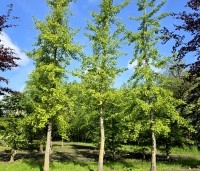 Ginkgo biloba - Japanse Notenboom - mei 2026 kwekerij locatie Vaassen