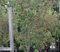 Cornus Teutonia