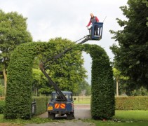 Haagbeuk, boogvorm, snoeiwerkzaamheden
