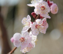 Prunus Abrikoos bloesem