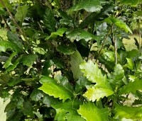 Quercus warei 'Regal Prince' - Eik 'Regal Prince' - 1