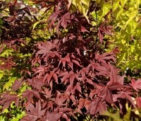 Acer palmatum 'Atropurpureum' - Japanse Esdoorn 'Atropurpureum' - 2
