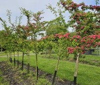 Crataegus leavigata 'Paul's Scarlet' - Rode Meidoorn - 8