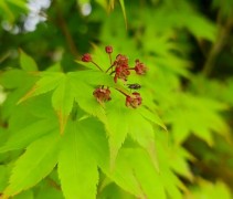 Acer palmatum 'Summergold'