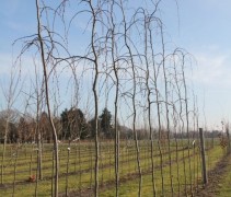 Carpinus betulus Pendula jonge boompjes