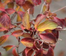 Cornus kousa 'Wieting's Select'