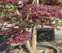 Acer palmatum 'Bloodgood' - Japanse esdoorn - 2