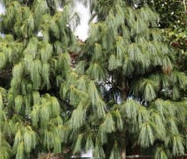 Pinus Wallichiana