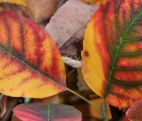 Amelanchier lamarckii - Krentenboompje - 3