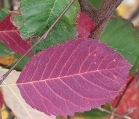Amelanchier lamarckii - Krentenboompje - 4