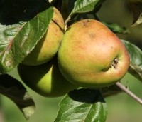 Malus dom. 'Groninger Kroon' - Malus dom. 'Groninger Kroon' - 2