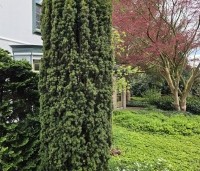 Taxus baccata 'Fastigiata' - Ierse Taxus 'Fastigiata' - 1