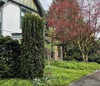 Taxus baccata 'Fastigiata' - Ierse Taxus 'Fastigiata' - 2