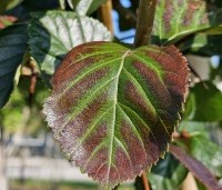 Crataegus prunifolia persimilis 'Splendens' - Pruimbladige meidoorn - 4
