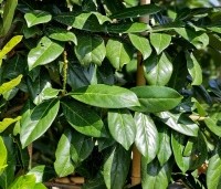 Prunus laurocerasus 'Novita' - Laurierkers - 1