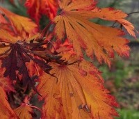 Acer japonicum 'Aconitifolium' - Japanse Esdoorn 'Aconitifolium' - 4