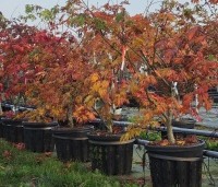 Acer japonicum 'Aconitifolium' - Japanse Esdoorn 'Aconitifolium' - 3