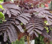 Albizia julibrissin 'Summer Chocolate' - Perzische slaapboom 'Summer Chocolate' - 1