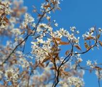 Amelanchier lamarckii