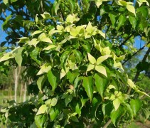 Bloemen Cornus kousa chinensis
