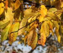 Prunus avium 'Varikse Zwarte'