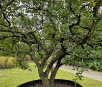 Osmanthus x burkwoodii - Schijnhulst - 4