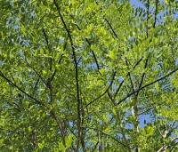 Sophora japonica - Honingboom - 4