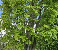 Acer rubrum 'Scanlon' - Rode esdoorn 'Scanlon' - 1