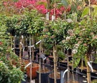 Viburnum tinus 'Eve Price' - Sneeuwbal 'Eve Price' - 2