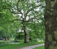 Platanus hispanica - Plataan - park Staverden