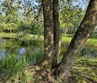 Alnus glutinosa - Zwarte Els - 1