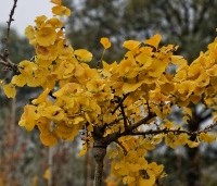 Ginkgo biloba 'Mariken' - Japanse Notenboom 'Mariken'  - 1