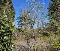 Amelanchier alnifolia 'Obelisk' - Krentenboompje 'Obelisk' - 4