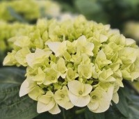 Hydrangea Forever & Ever White - Hortensia Forever & Ever White - 1