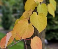 Cercidiphyllum japonicum  - Katsuraboom - herfstkleuren