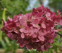 Hydrangea paniculata 'Vanille Fraise' - Pluimhortensia 'Vanille Fraise' - 1