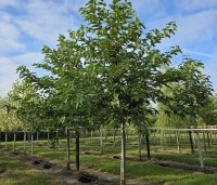 Morus alba 'Macrophylla' - Witte moerbei - 2