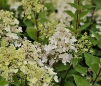 Hydrangea paniculata 'Pinky Winky' - Pluimhortensia 'Pinky Winky' - bloei in juli