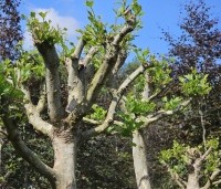 Platanus hispanica - Plataan - 7