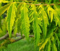Rhus typhina 'Tiger Eyes' - Fluweelboom - Afbeelding 4