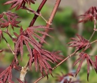 Acer palmatum 'Trompenburg' - Japanse Esdoorn 'Trompenburg' - 3