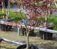 Acer palmatum 'Trompenburg' - Japanse Esdoorn 'Trompenburg' - 1