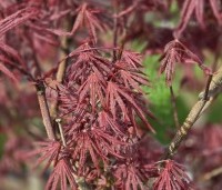 Acer palmatum 'Trompenburg' - Japanse Esdoorn 'Trompenburg' - 2