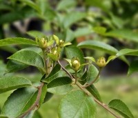 Stewartia pseudocamellia - Schijncamelia - 3